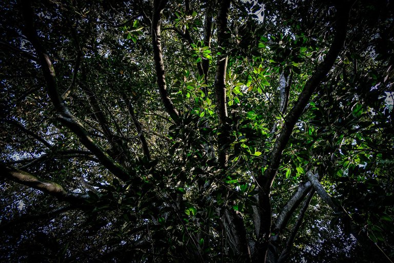 14-The Lovers Banyan Tree_Paulo Abrantes-16.jpg
