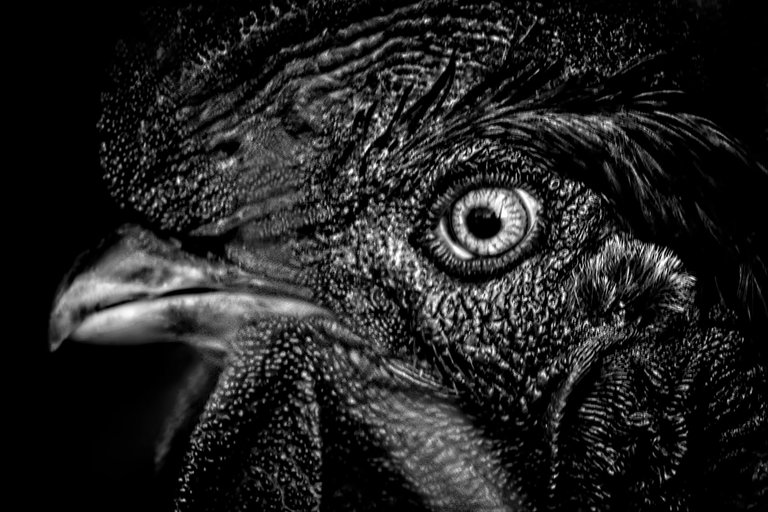 1-About Animals_Paulo Abrantes.jpg