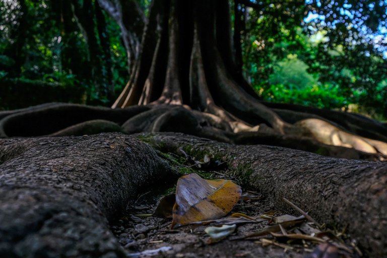 The Lovers Banyan Tree_Paulo Abrantes-21.jpg