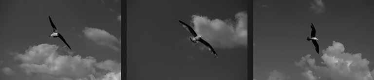 9-Flight to freedom_Paulo Abrantes-13.jpg