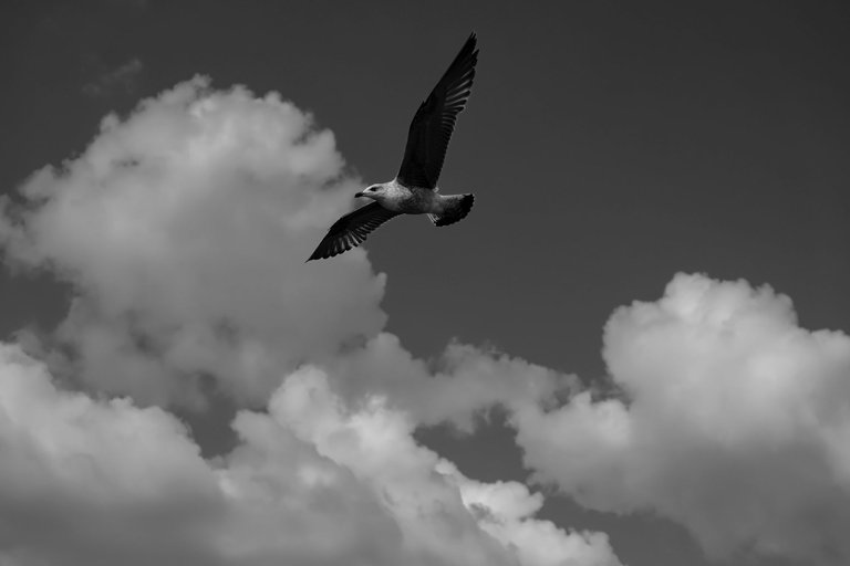 10-Flight to freedom_Paulo Abrantes-7.jpg