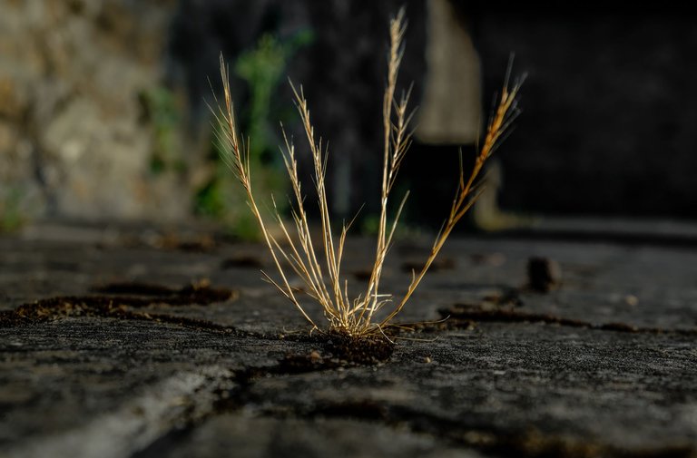 What nature tells you [ENG-PT/BR]