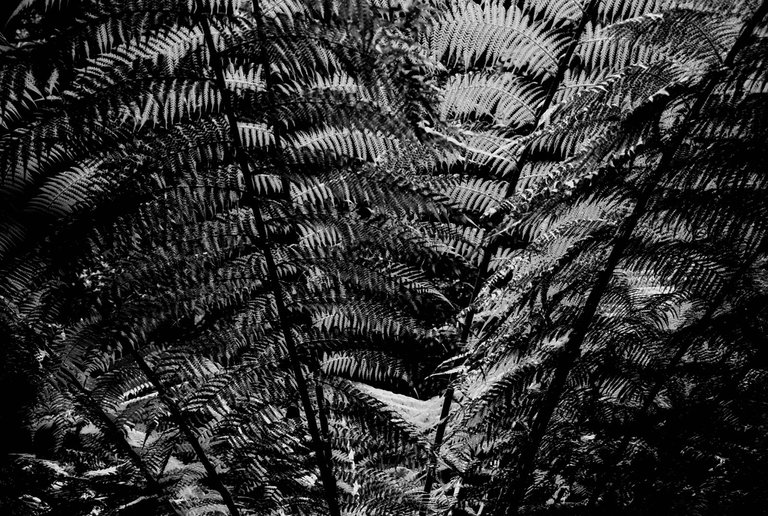 1-©PAULO ABRANTES-7.jpg