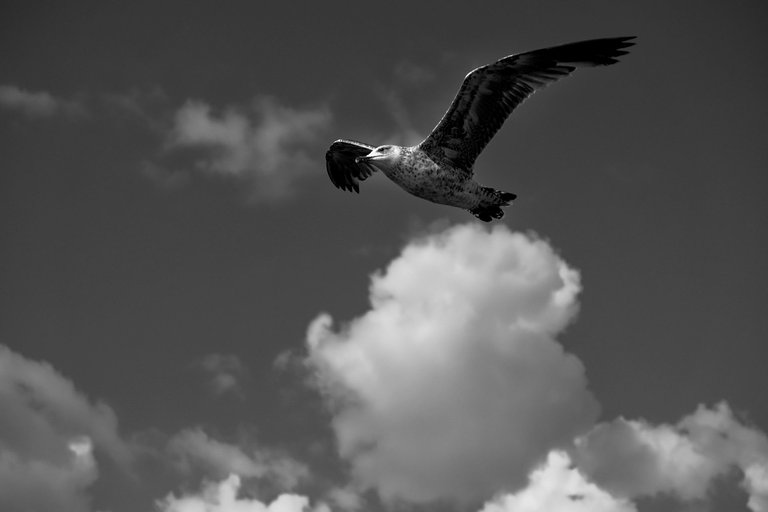 4-Flight to freedom_Paulo Abrantes.jpg