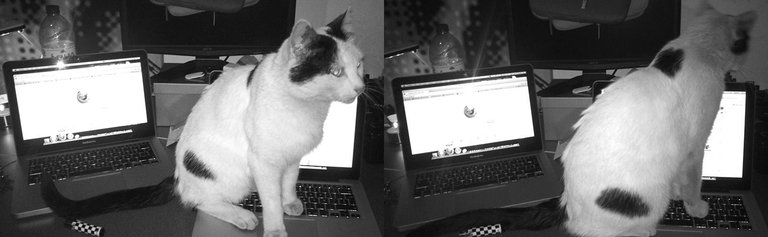9-LoveCats©Paulo Abrantes-10.jpg