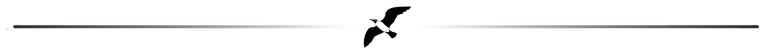gaivota.png
