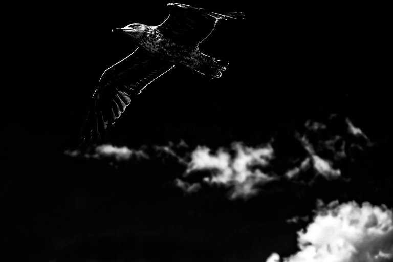 12-Flight to freedom_Paulo Abrantes-2.jpg