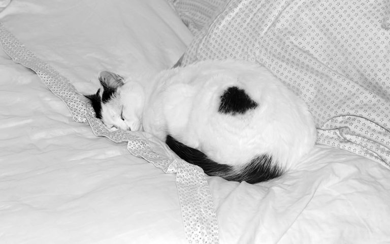 5--LoveCats©Paulo Abrantes-6.jpg
