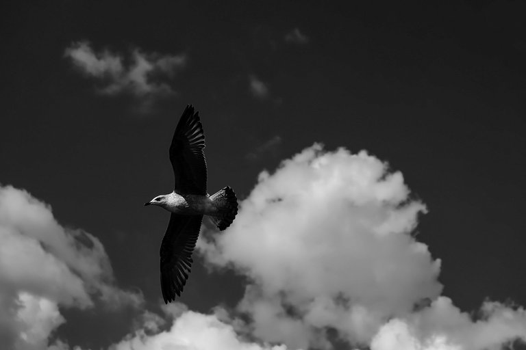 11-Flight to freedom_Paulo Abrantes-8.jpg