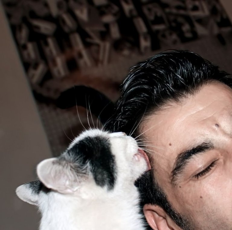 11-LoveCats©Paulo Abrantes-13.jpg