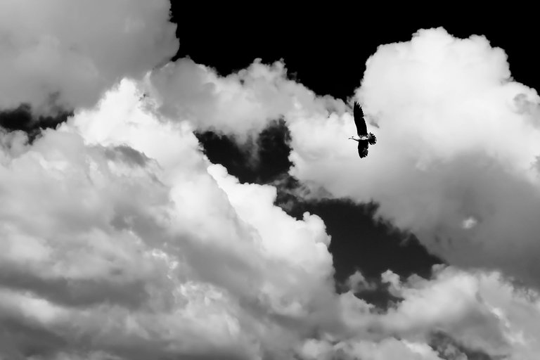 1-Flight to freedom_Paulo Abrantes-5.jpg