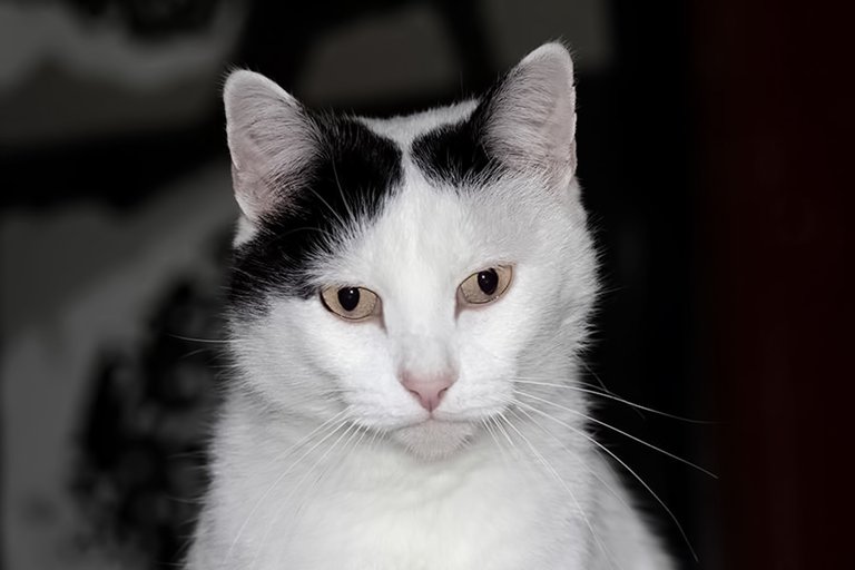 International Cat Day 🐈 [ENG-PT/BR]