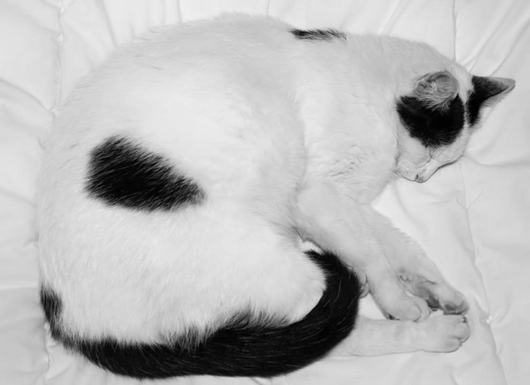 4-LoveCats©Paulo Abrantes-24.jpg