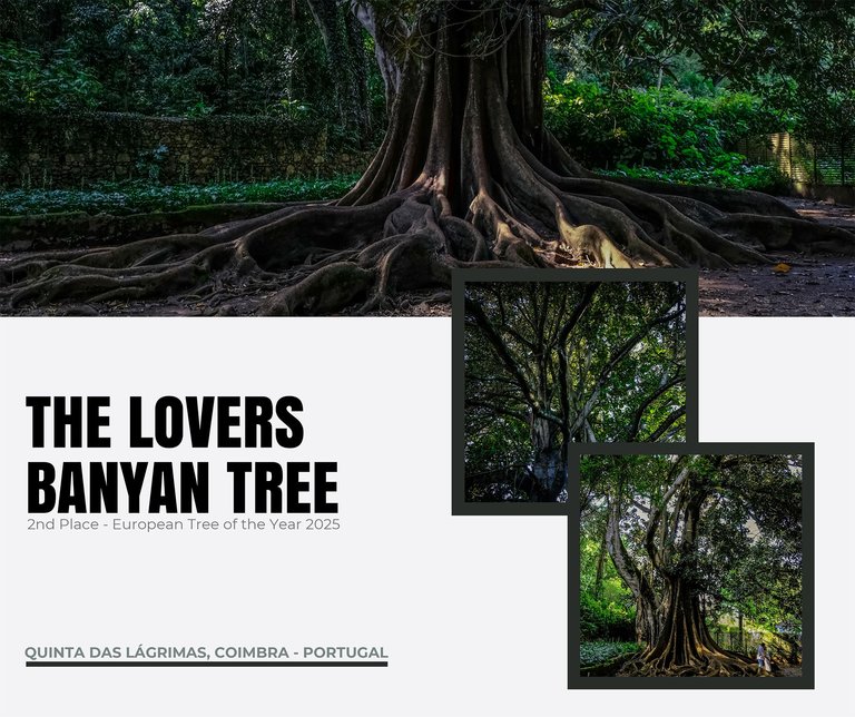 The Lovers Banyan Tree 🌳❤️