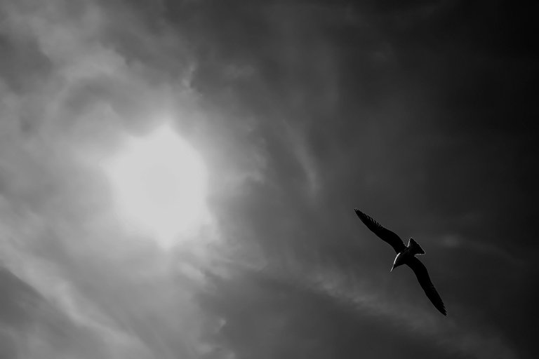 3-Flight to freedom_Paulo Abrantes-6.jpg