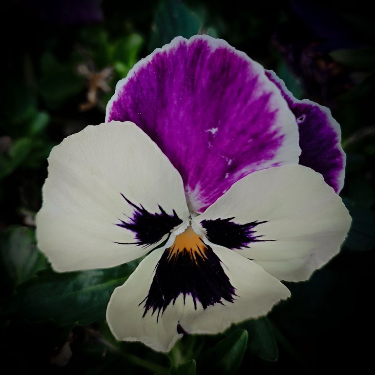 Flower Power_Paulo Abrantes-9.jpg