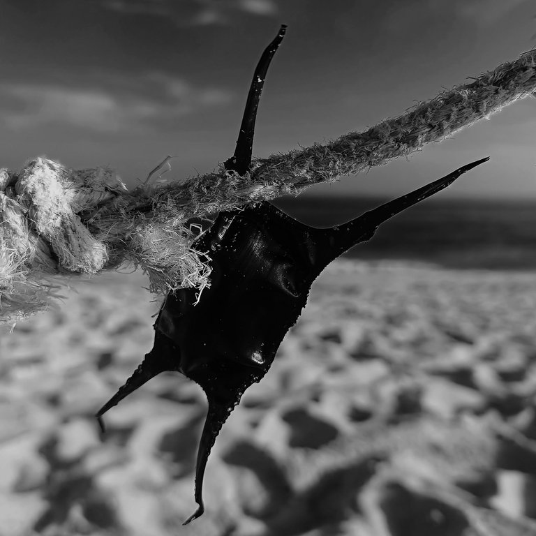 6- South©Paulo Abrantes-12.jpg