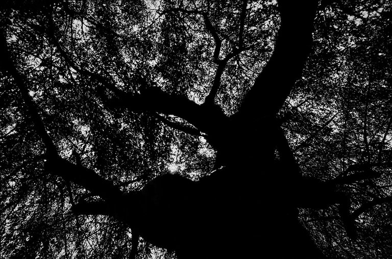 3-Árbol©Paulo Abrantes.jpg