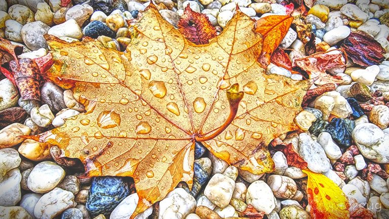 Orange Maple leave on gravel