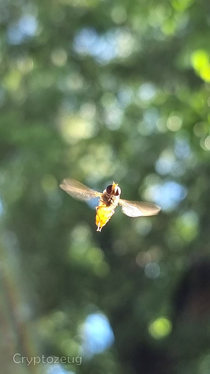 The hoverfly was ‘standing’ in the air in front of me, as if it was waiting to get photographed