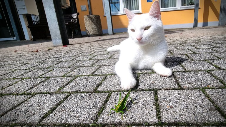 katze2.jpg