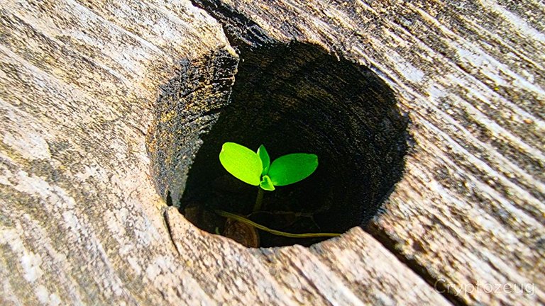 new life