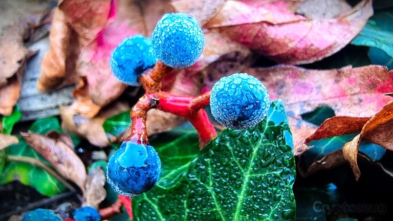 Blue fruits, red stems, green, red and orange leaves