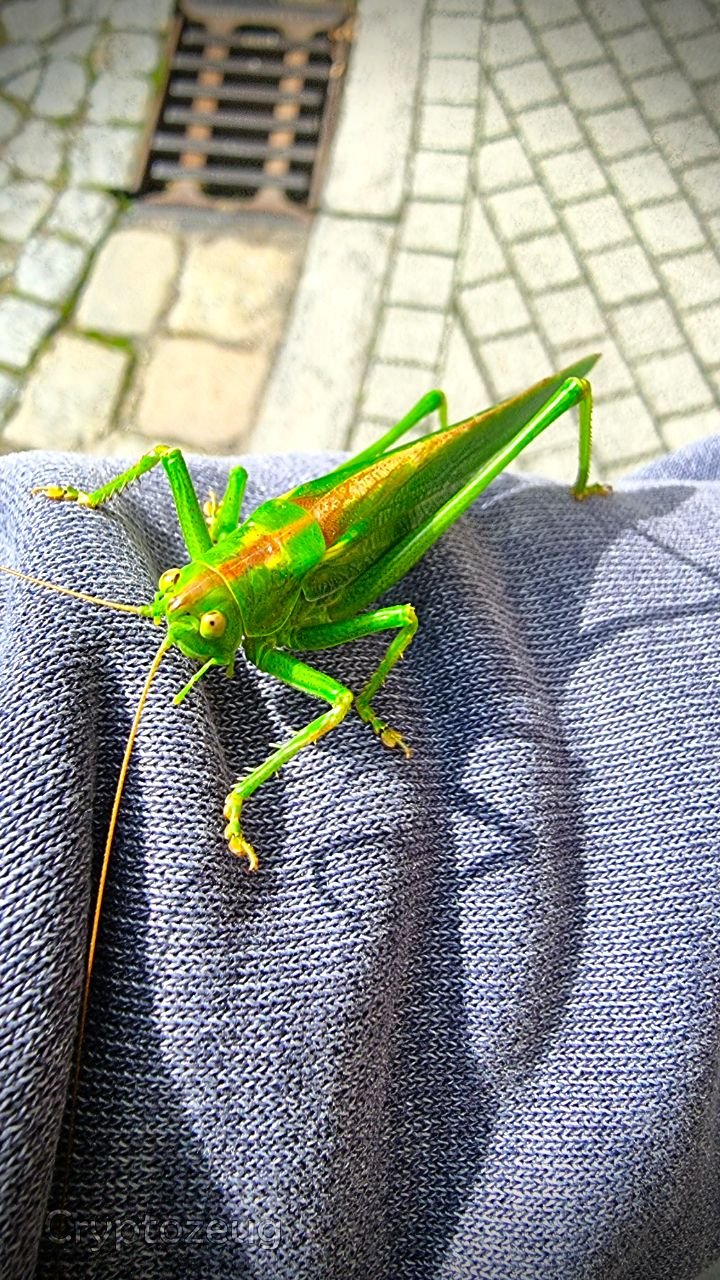 Hi there, may I come with you for a while?