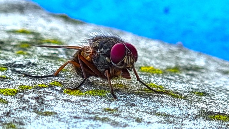 patient fly