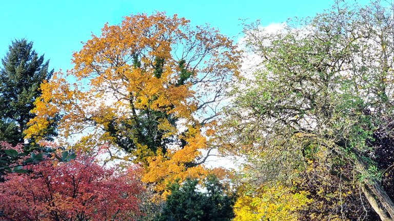 Dark and light green, yellow and red trees