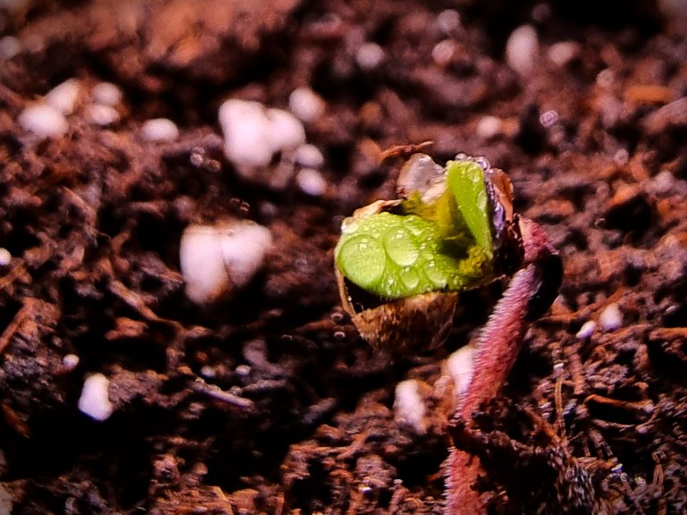 Cotyledons of a cannabis plant with droplets