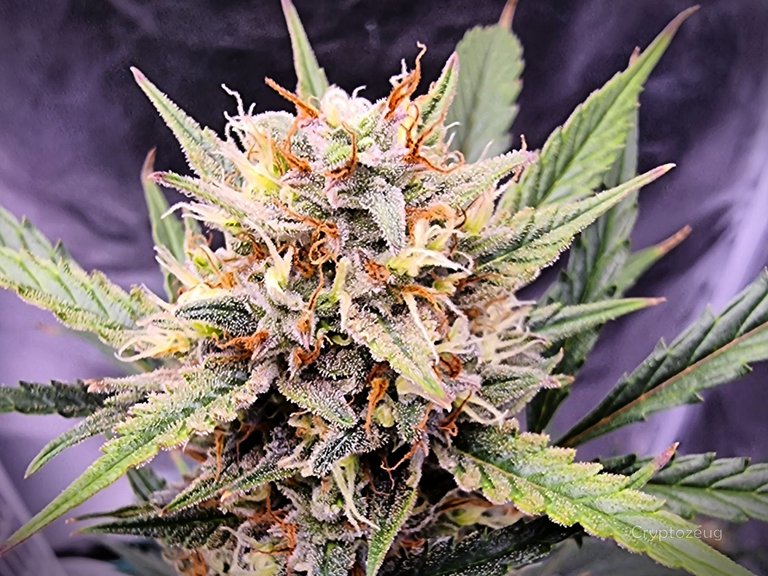 Beautiful flowers