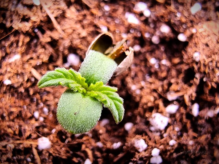 fresh_cannabis.jpg
