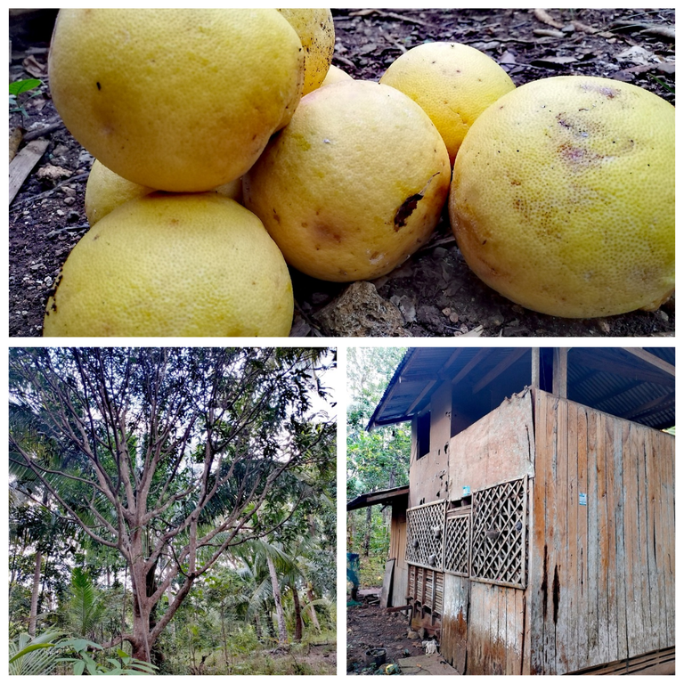 A Day In My Life: Farm Visit At Barangay Punta Silum