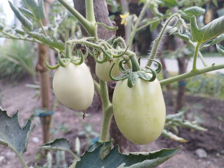 SublimeSunday: Visiting My Aunt's Organic Vegetable Garden