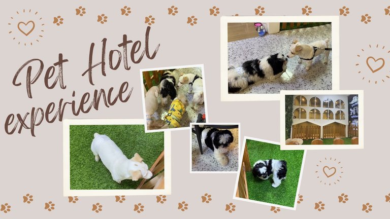 Beige and White Minimalist Pet Photo Collage (Presentation).jpg