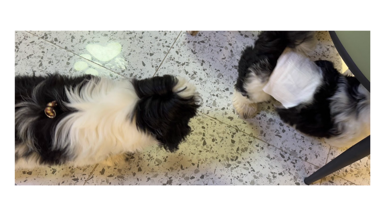 Oreo & Prutt 12.png