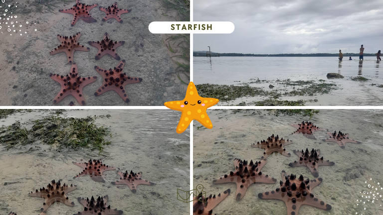 Starfish Thumbnail.png