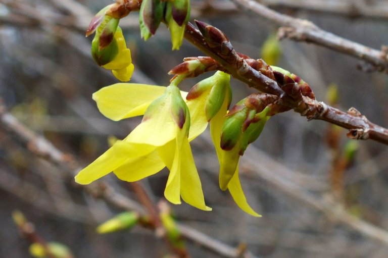 0196-Forsythias.jpg