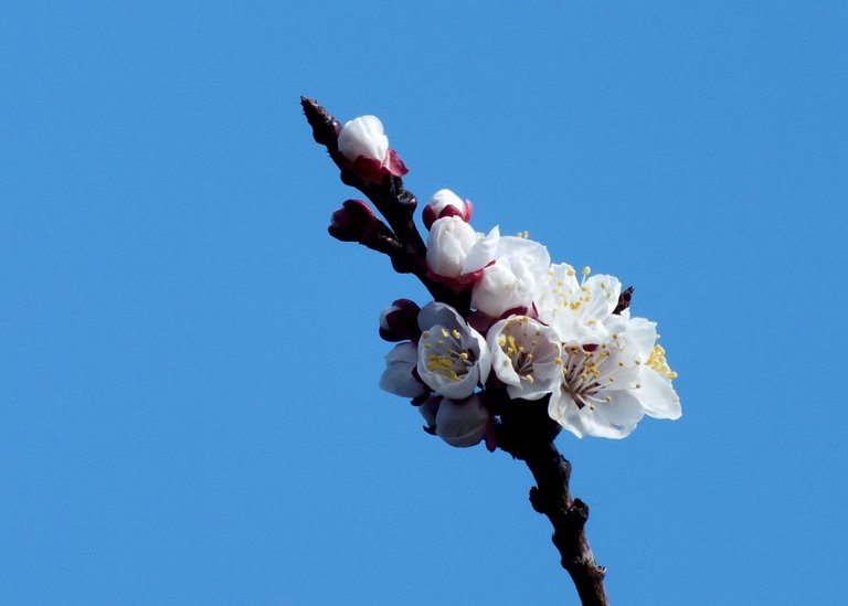 1224-ApricotBlossoms.jpg