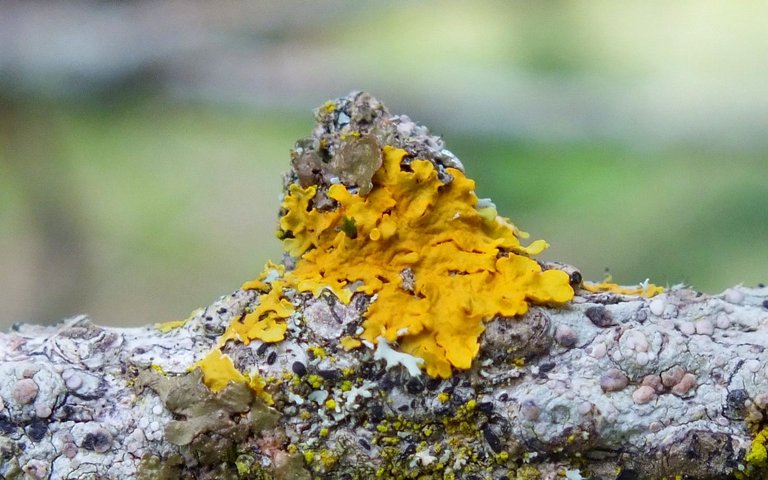 CCCS018-Lichen.jpg