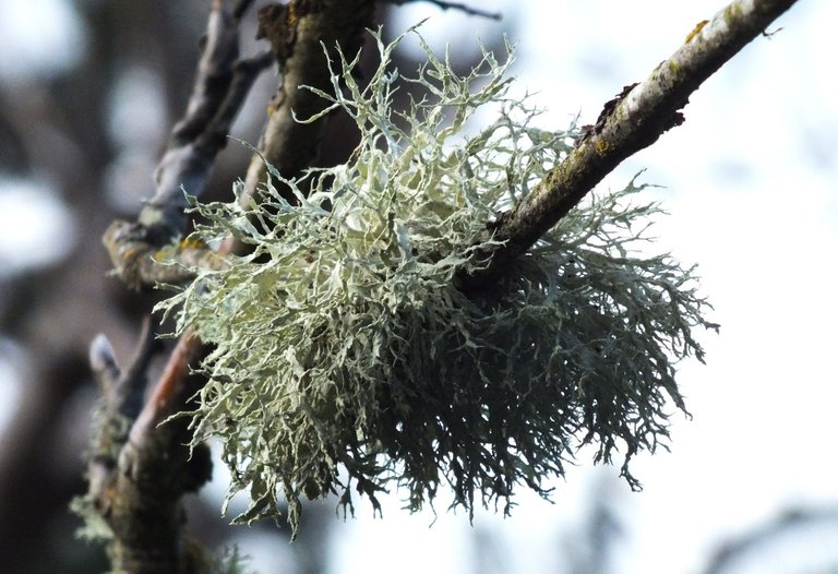 CCCS021-Lichen.jpg