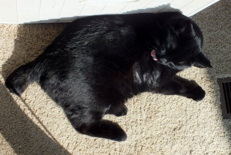 CCCS044-Caturday.jpg