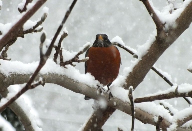 CCCS016-SnowyRobin.jpg