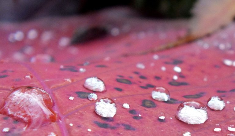 RD0024-SmokeLeaf.JPG