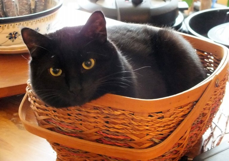 CC0141-Basketcat.jpg