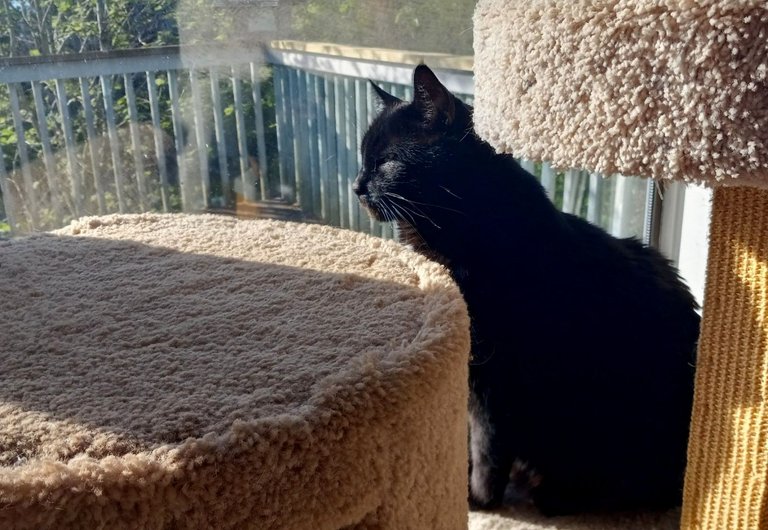 CCP-165-SunnyCat.JPG