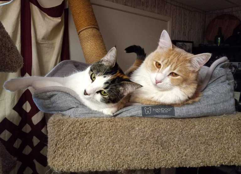 CC0725-TwoCats.jpg