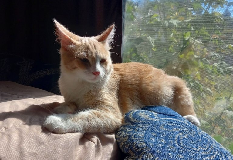 Curator Cat: Cats and Their Many Names!