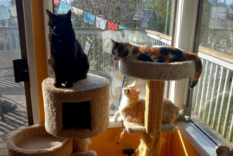 CC0724-SunnyTrio.jpg